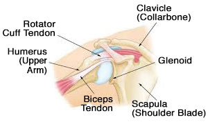 Bicipital Tendon Injury